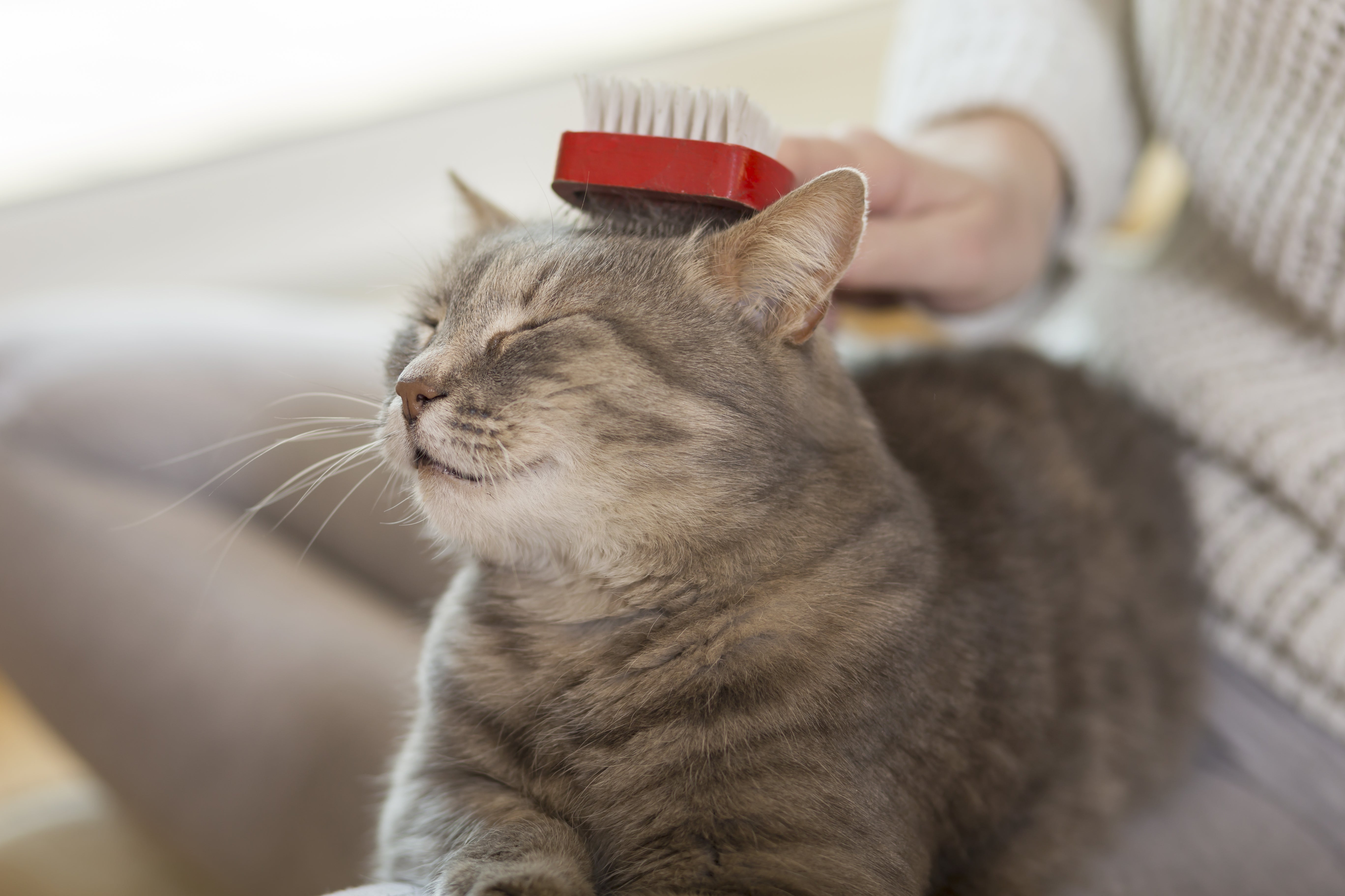 Embracing the Purrsuit of Wellness: The Importance of At-Home Cat Groo