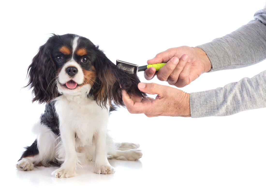 The Brush Matters: A Guide to Choosing the Right Brush for Your Dog's Grooming Needs